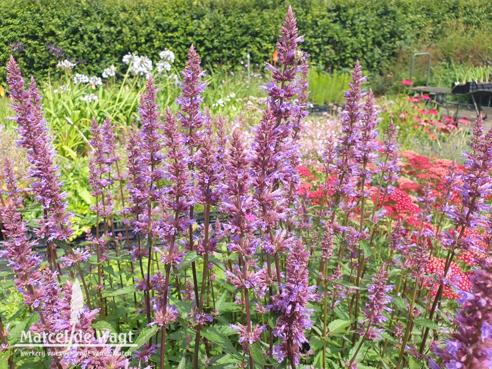 Agastache Spicey