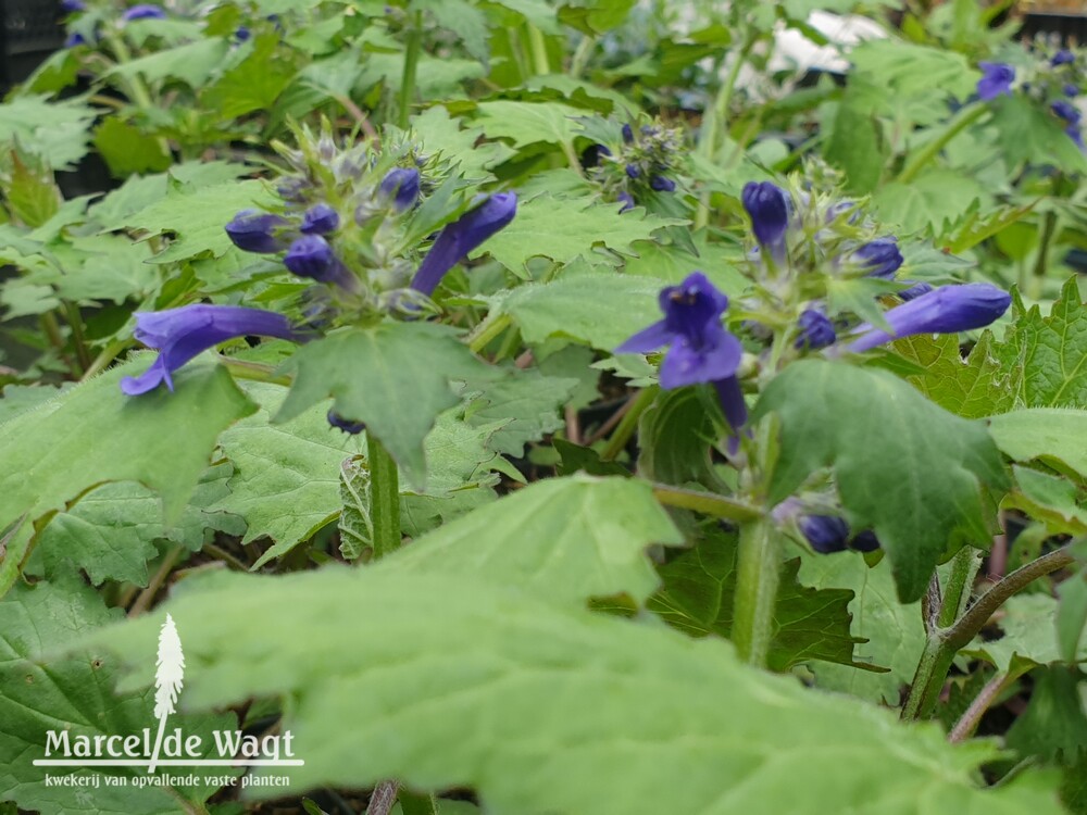 Ajuga incisa Blue Enigma