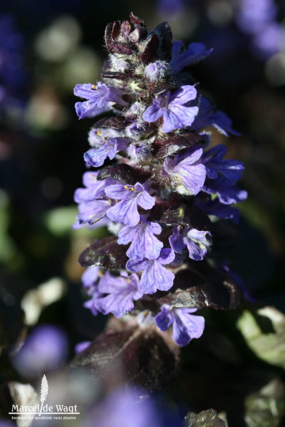 Ajuga reptans Black Scallop