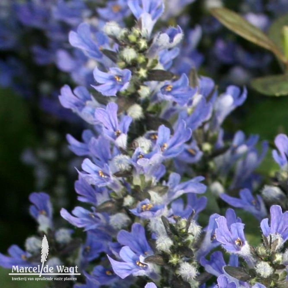 Ajuga reptans Choclolate Chip