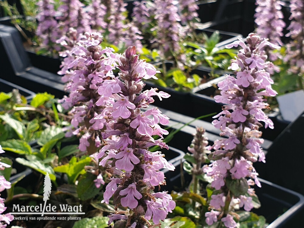 Ajuga reptans Rosea