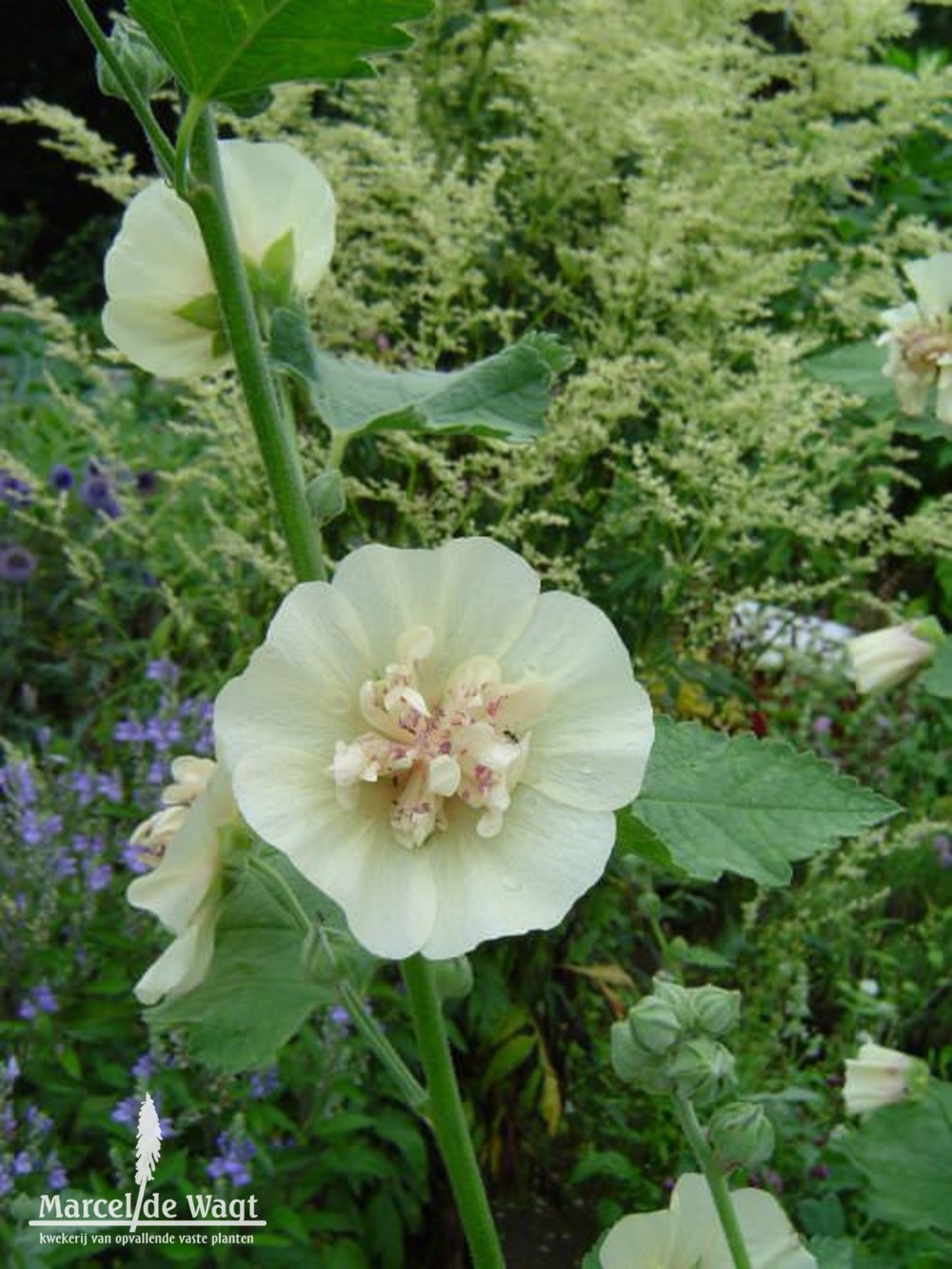 Alcea Parkallee