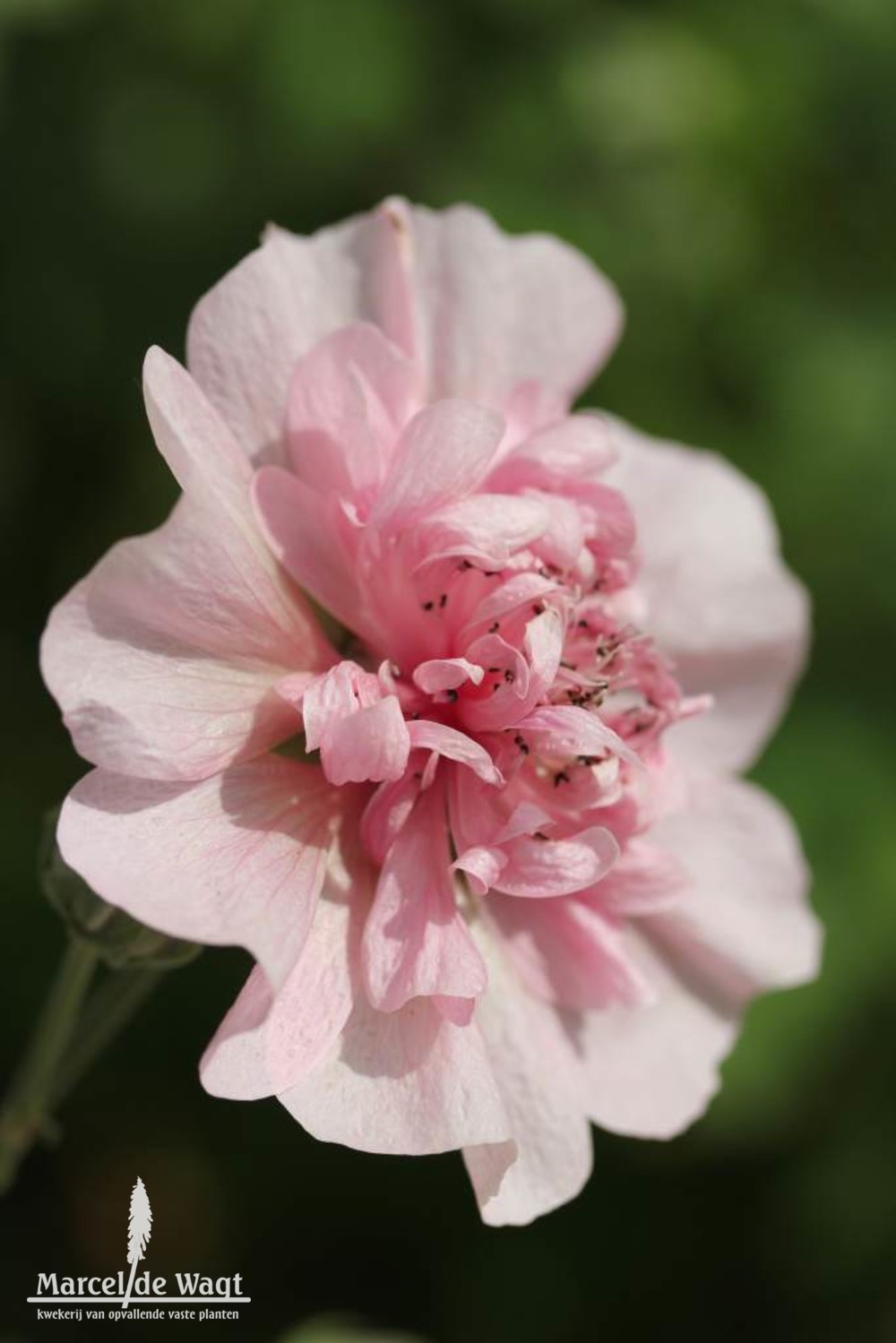 Alcea Parkfrieden