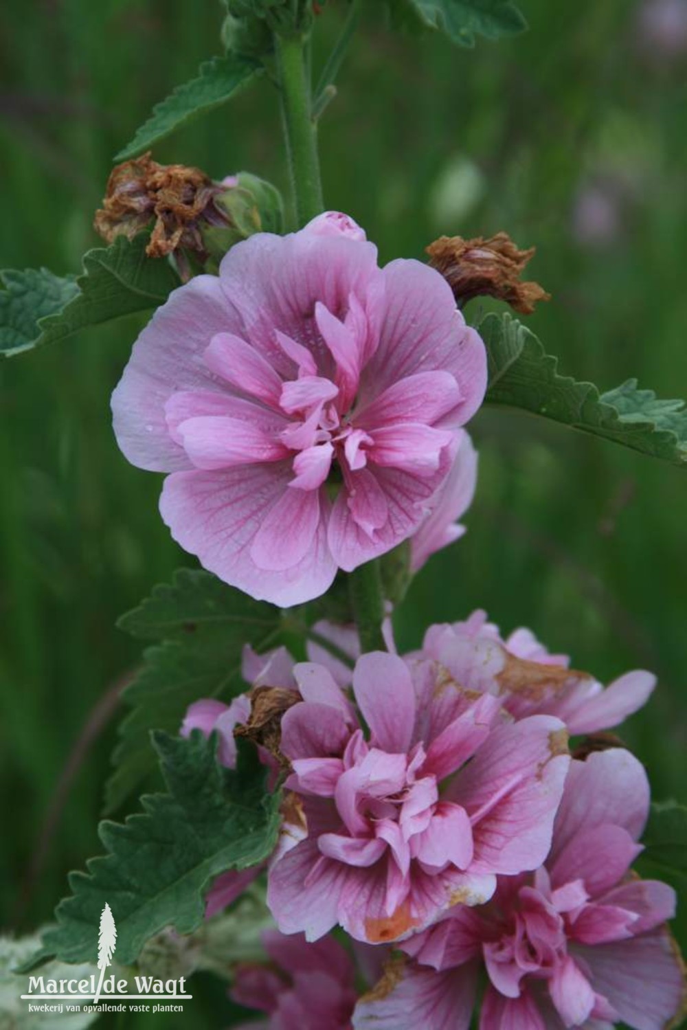 Alcea Parkrondell