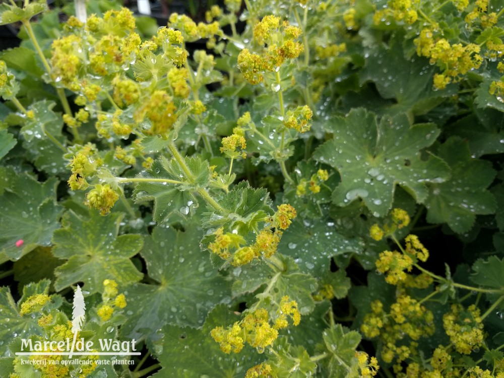 Alchemilla mollis