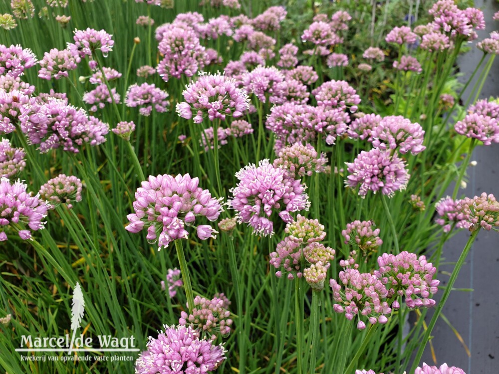 Allium cernuum Lisa Blue