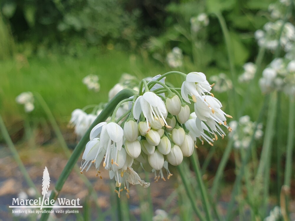 Allium cernuum White Master