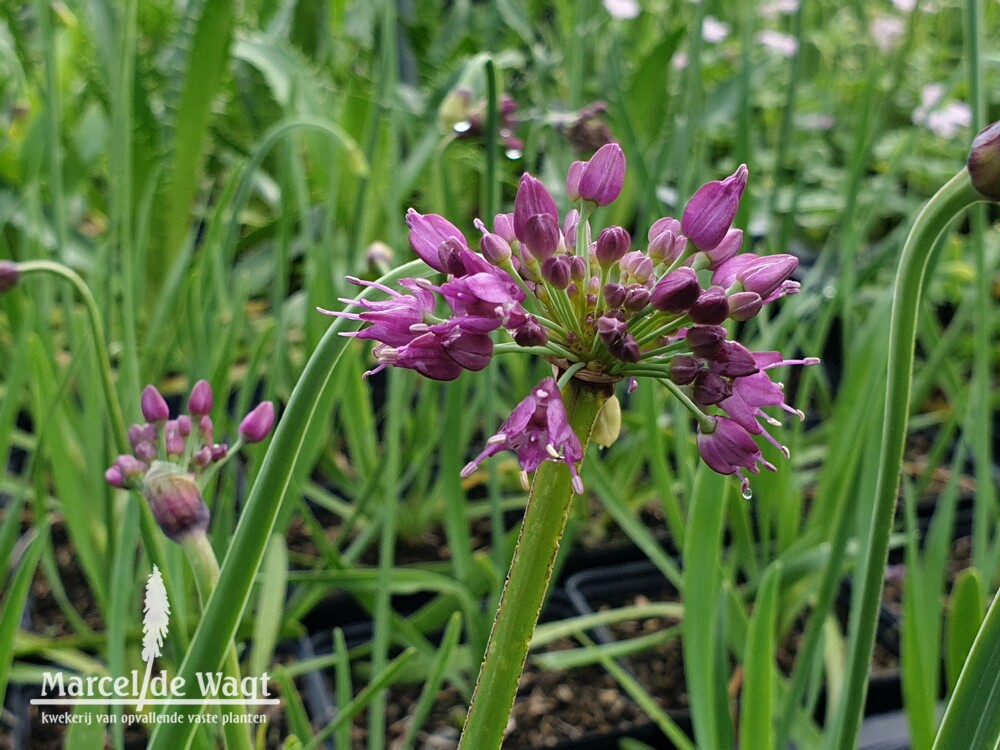 Allium Lavender Bubbles