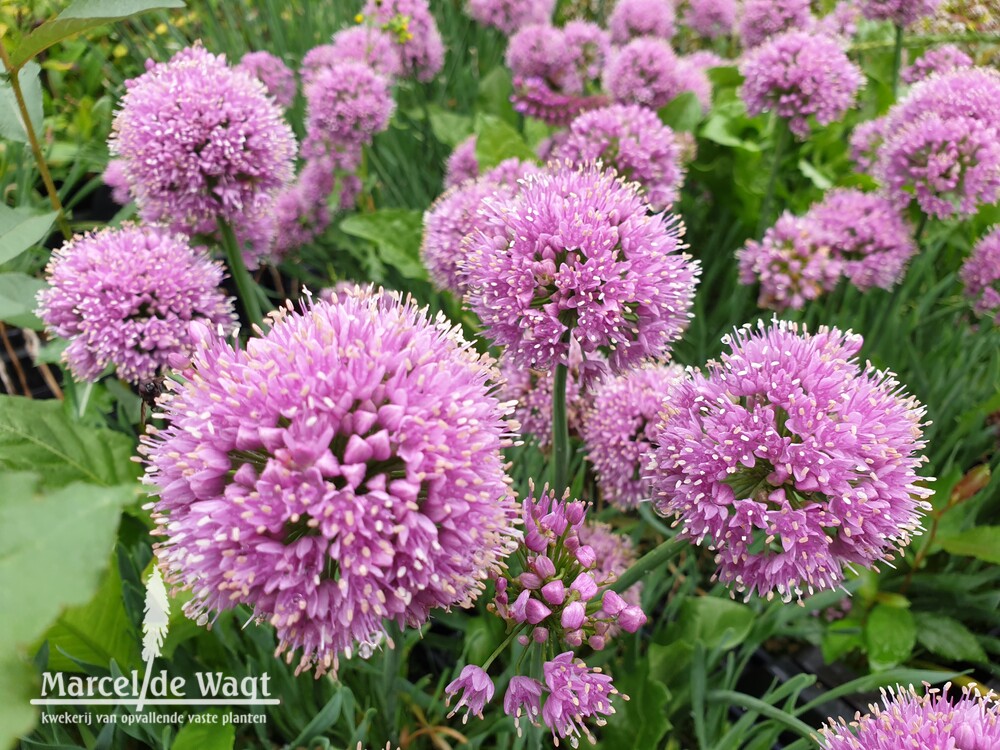 Allium Little Spahir