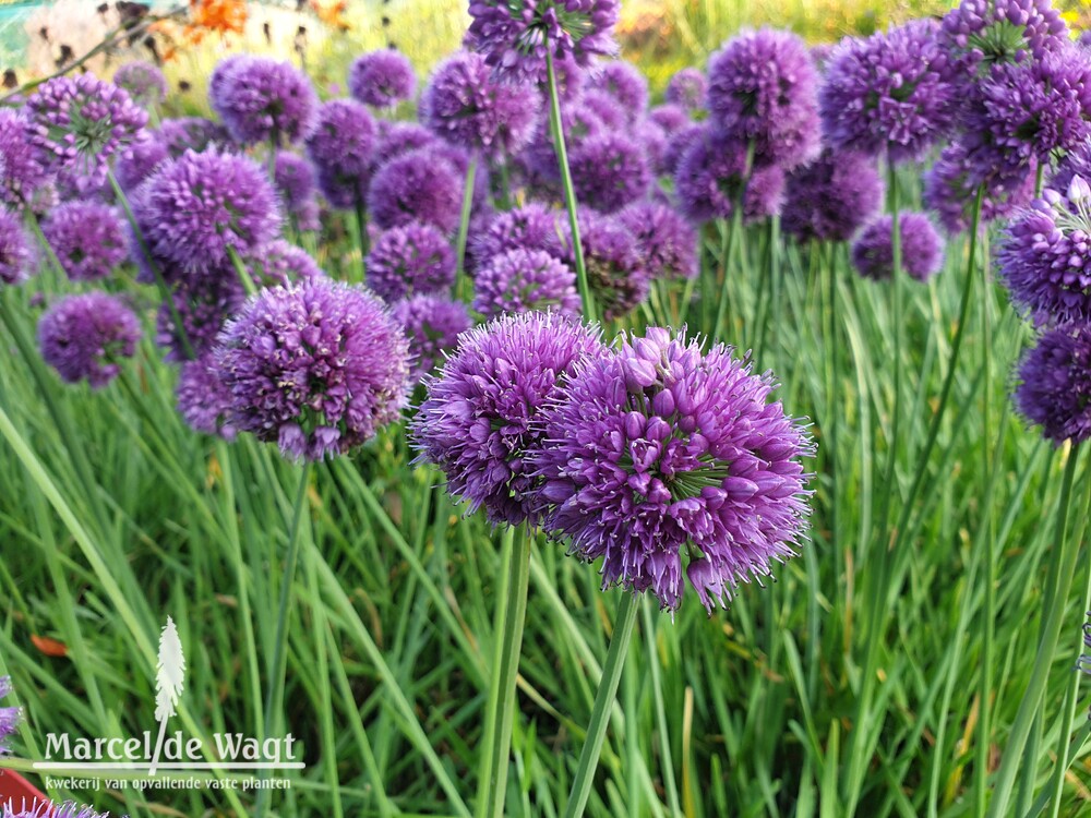 Allium Medusa's Hair