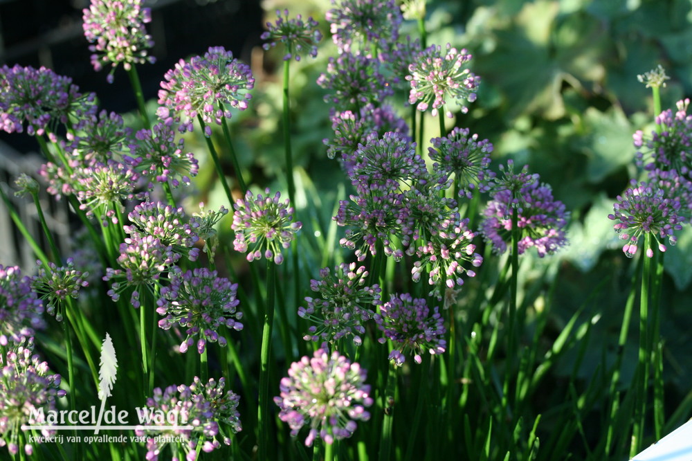 Allium Millenium