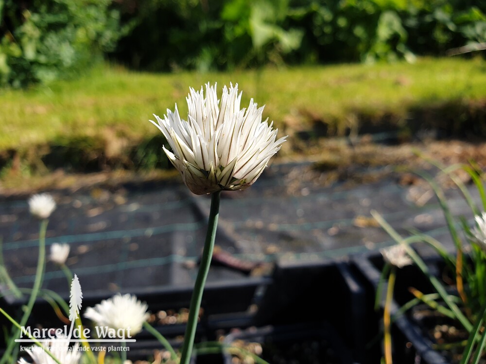 Allium schoenoprasum Elbe