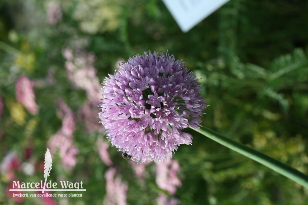 Allium schoenoprasum Rising Star