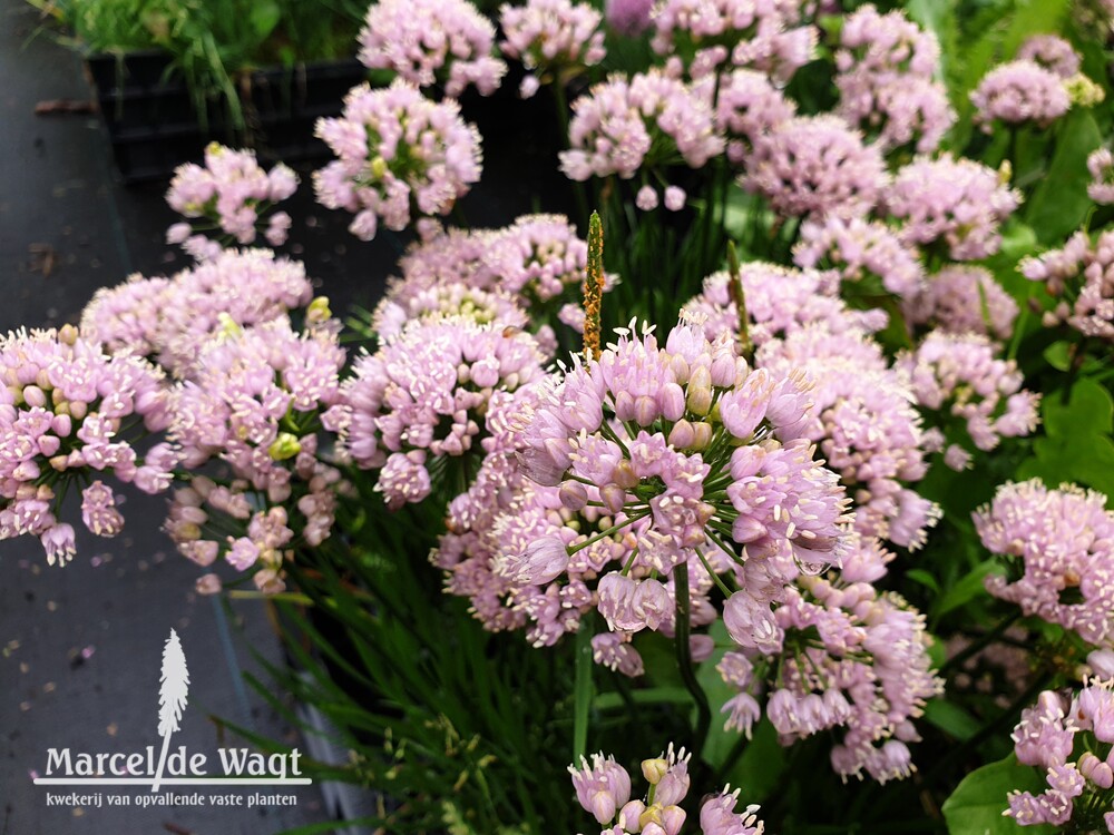 Allium Sugar Melt