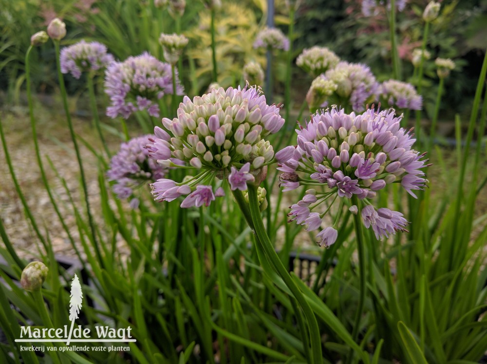 Allium Summer Beauty