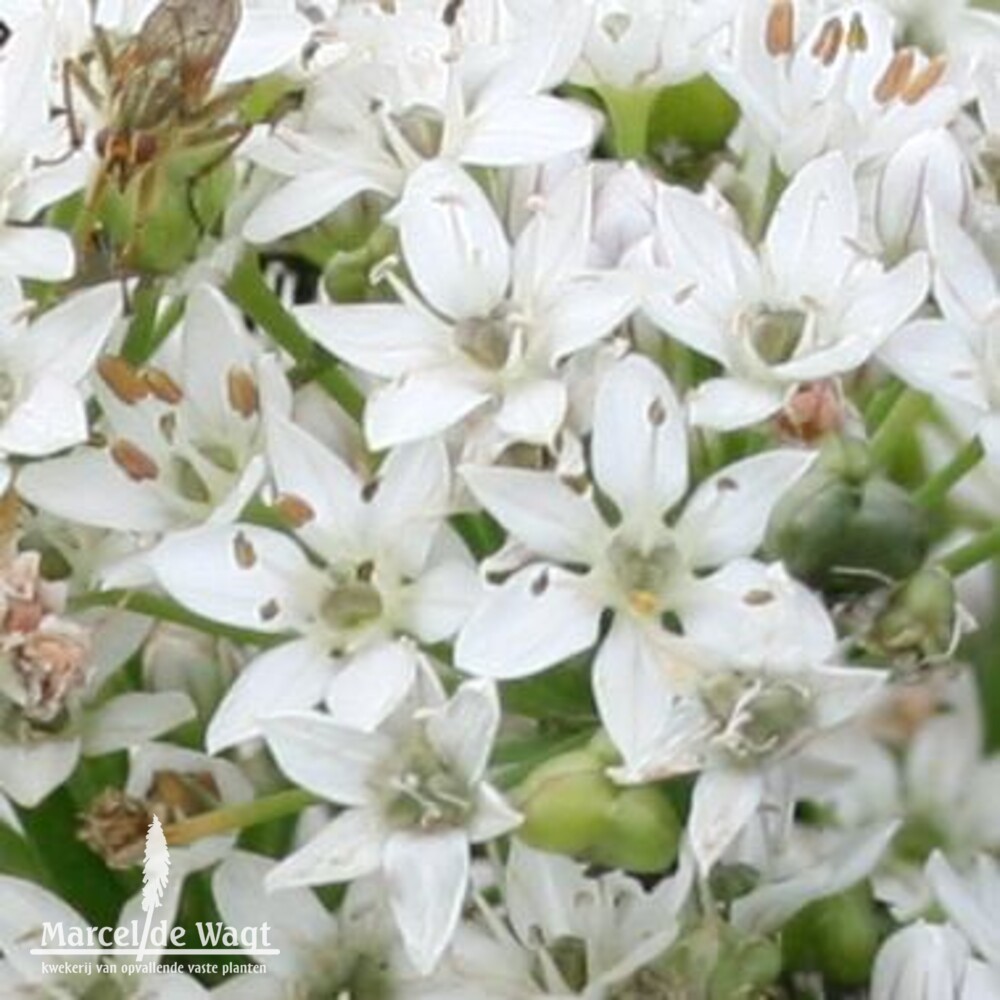 Allium tuberosa