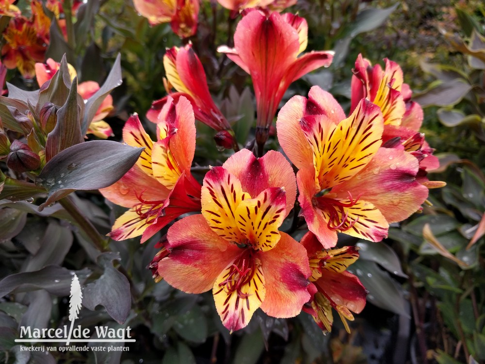 Alstroemeria Indian Summer