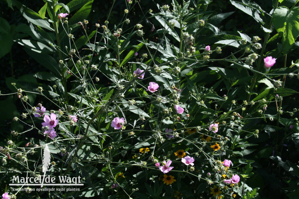 Althaea cannabina