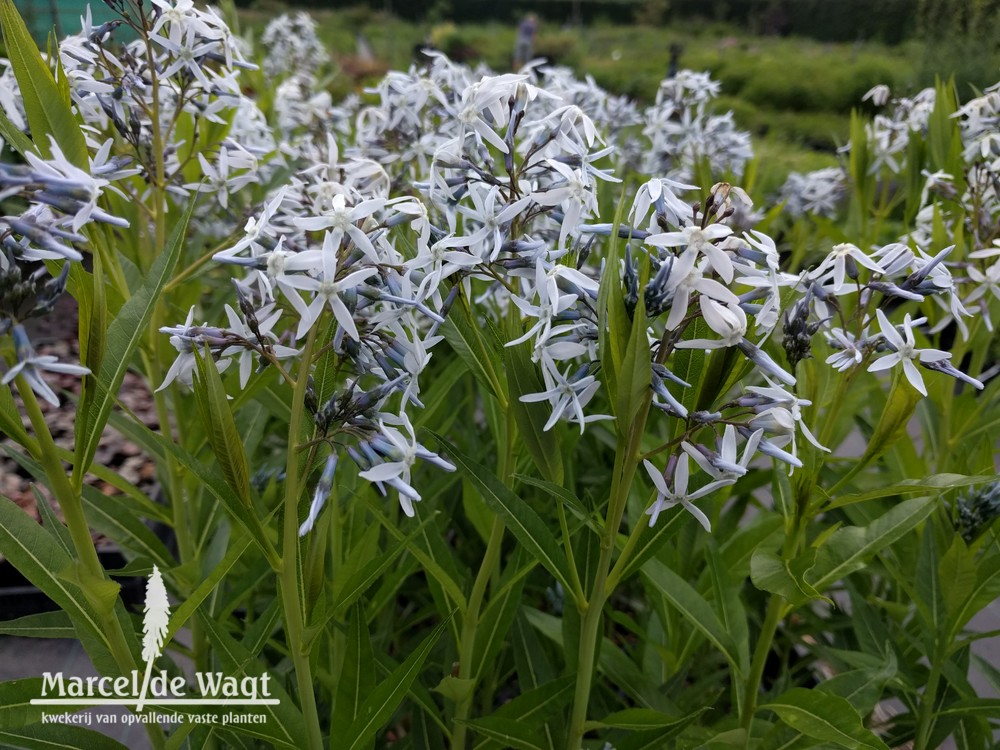 Amsonia ciliata