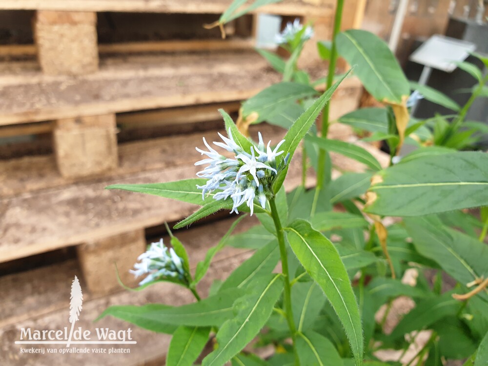 Amsonia elliptica hybride