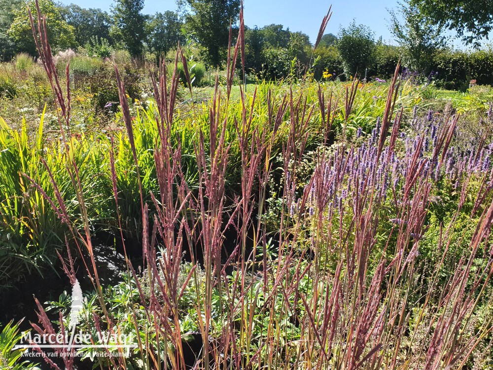 Andropogon gerardii Hummelo