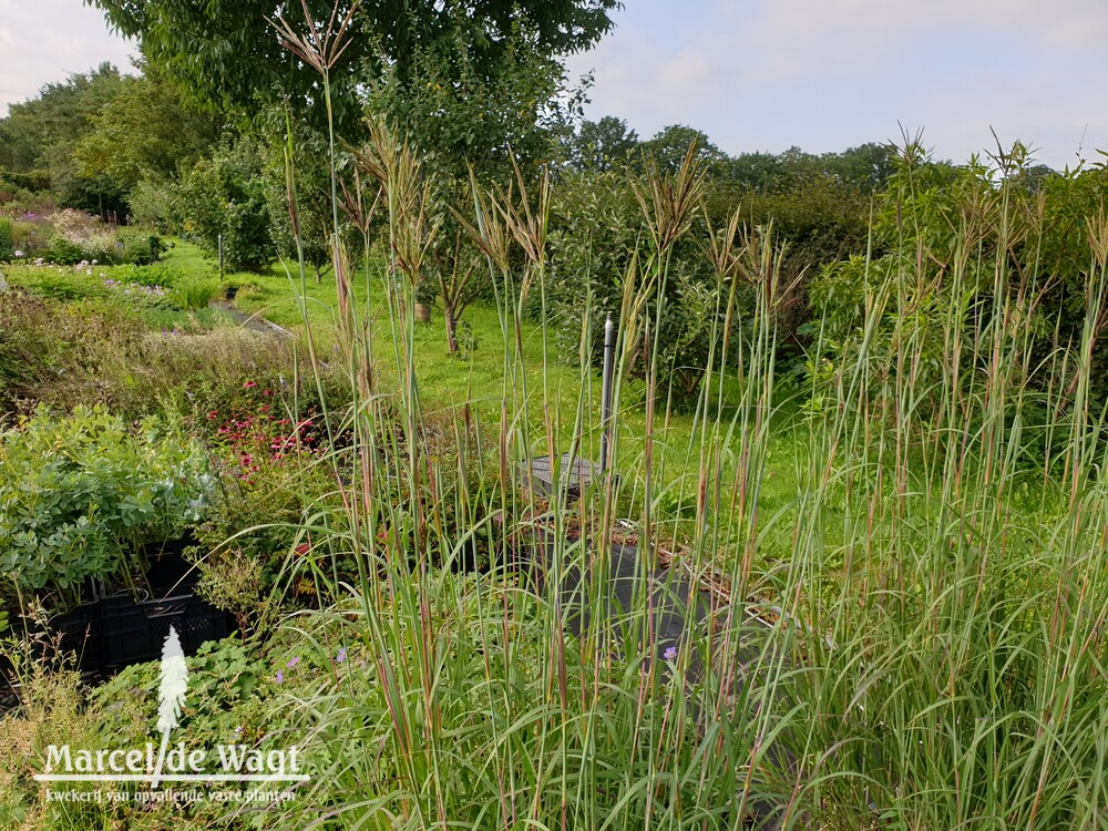 Andropogon hallii JS Purple Konza