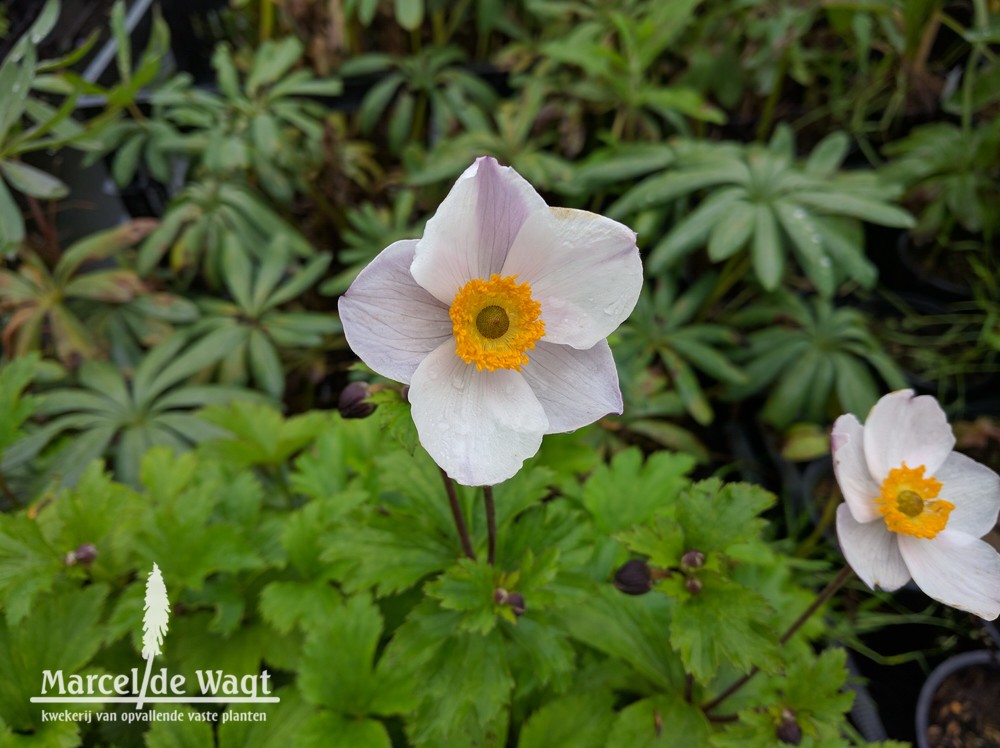 Anemone Elfin Swan