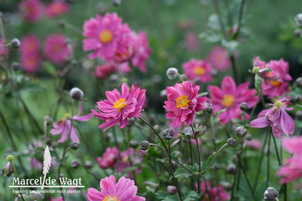 Anemone hybrida Bressingham Glow