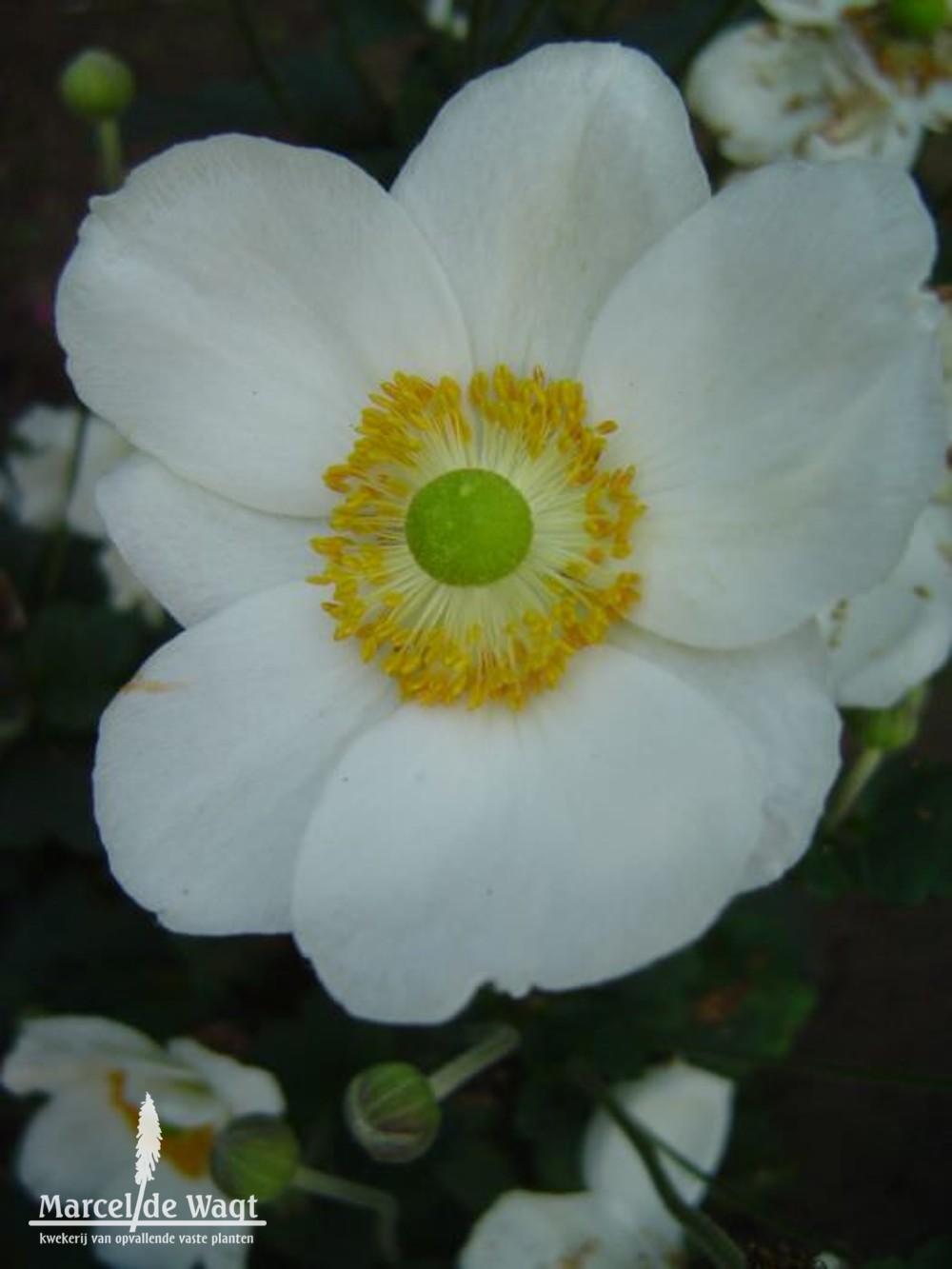 Anemone hybrida Honorine Jobert