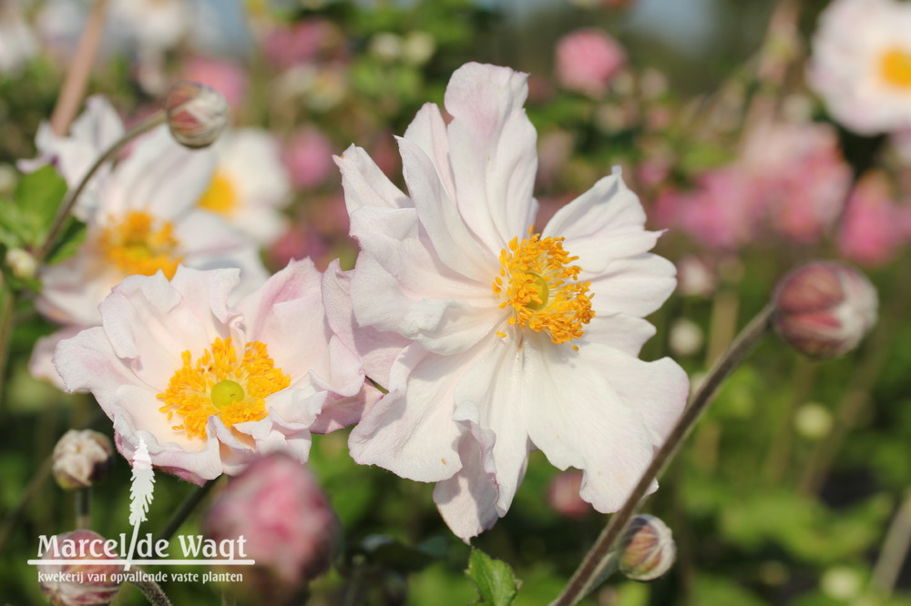 Anemone hybrida Loreley