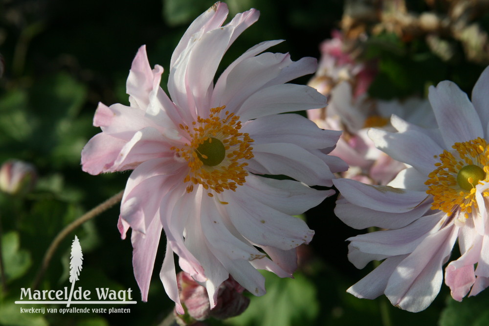 Anemone hybrida Monte Rose