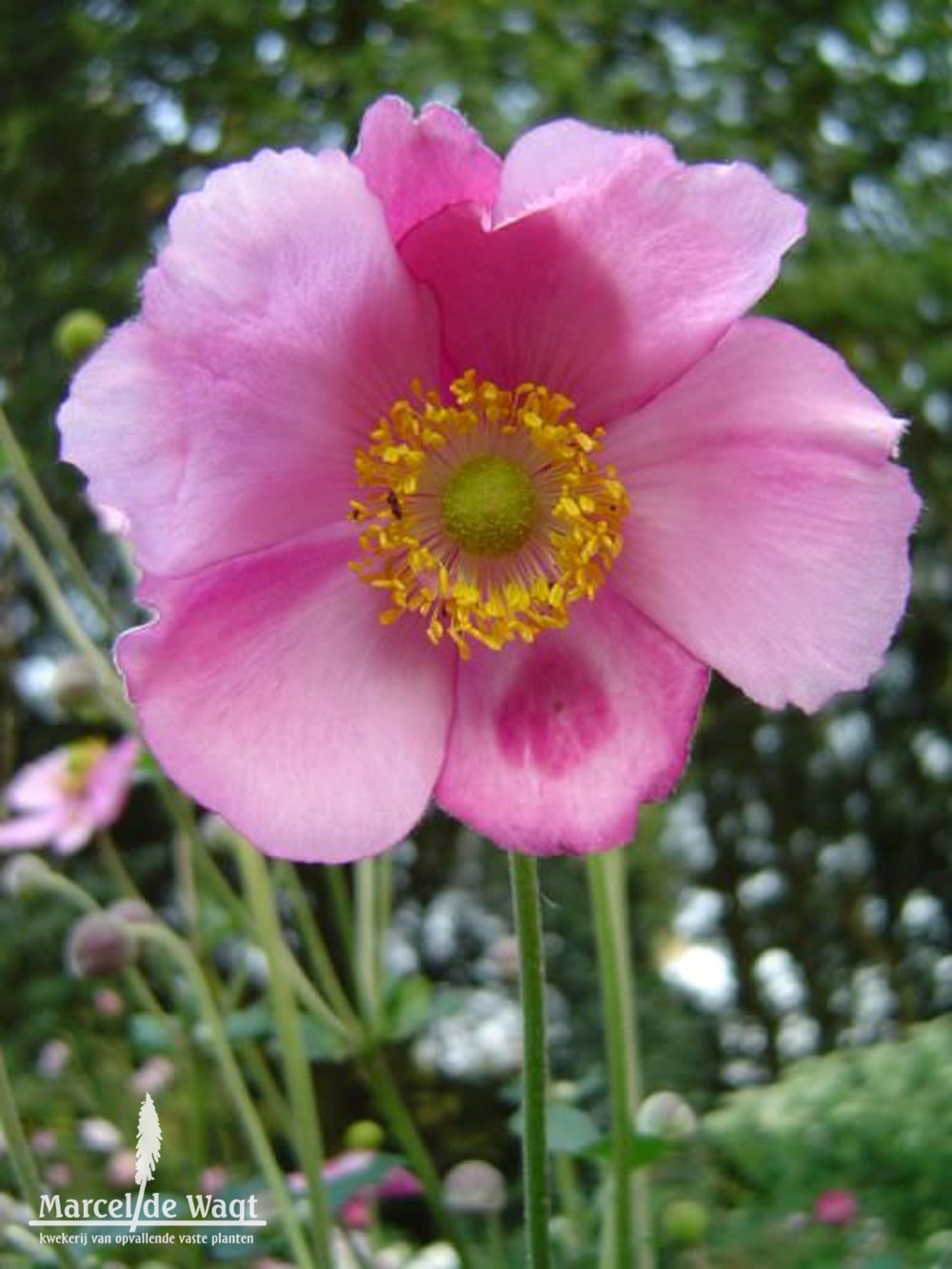 Anemone hybrida Rosenschale