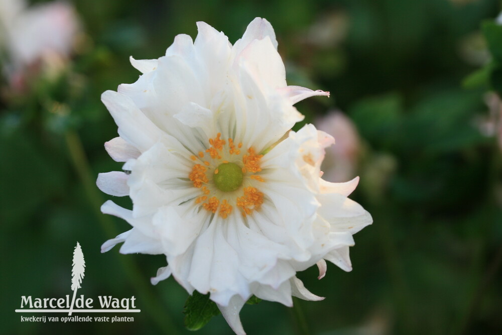 Anemone hybrida Tiki Sensation