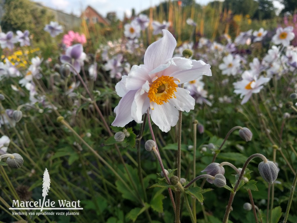 Anemone Ruffled Swan