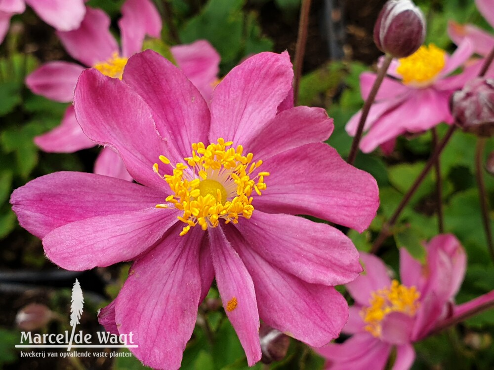 Anemone Summer Breeze