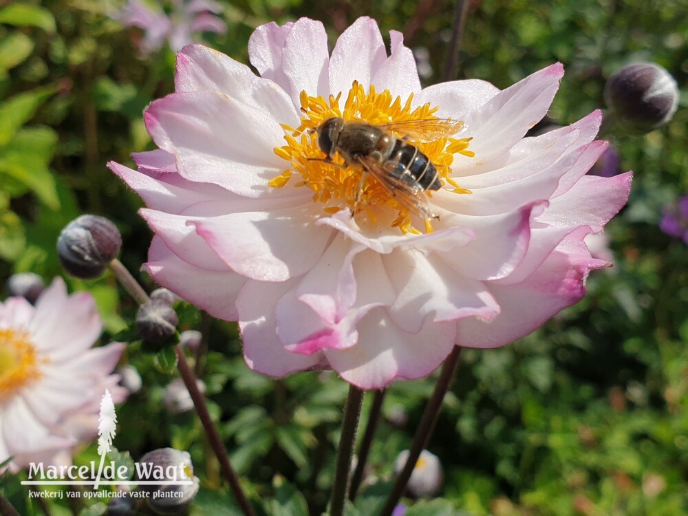 Anemone tomentosa Royal Candy