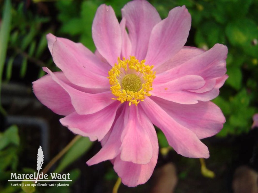 Anemone tomentosa Serenade