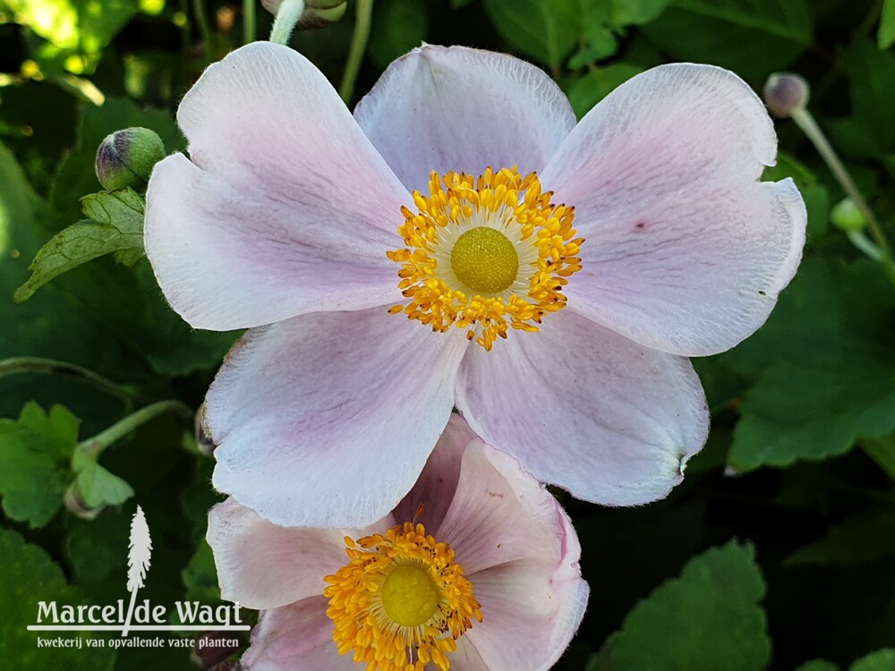 Anemone x hybrida Richard Arends