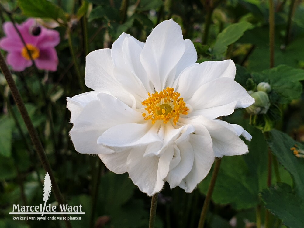 Anemone x hybrida Whirlwind