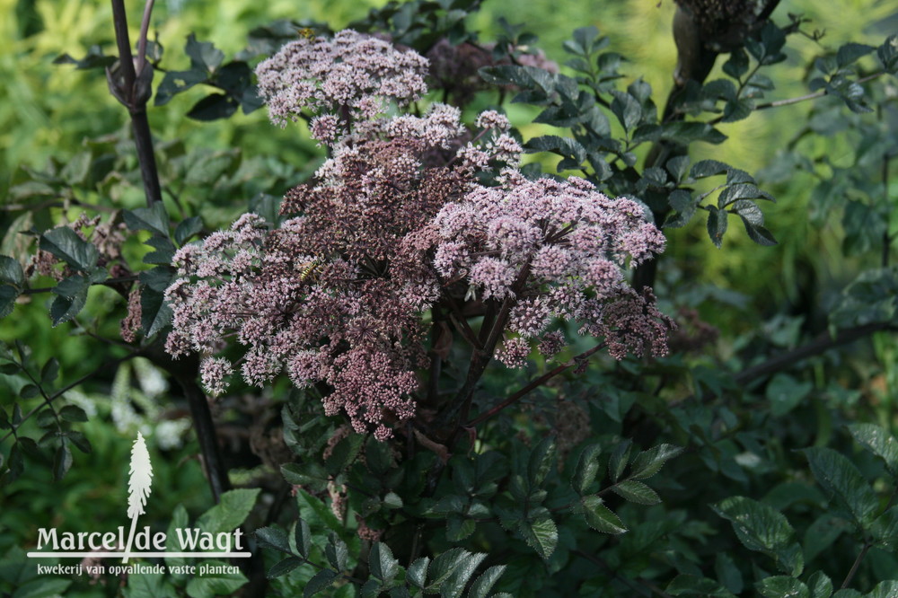 Angelica sylvestris Vicar's Mead