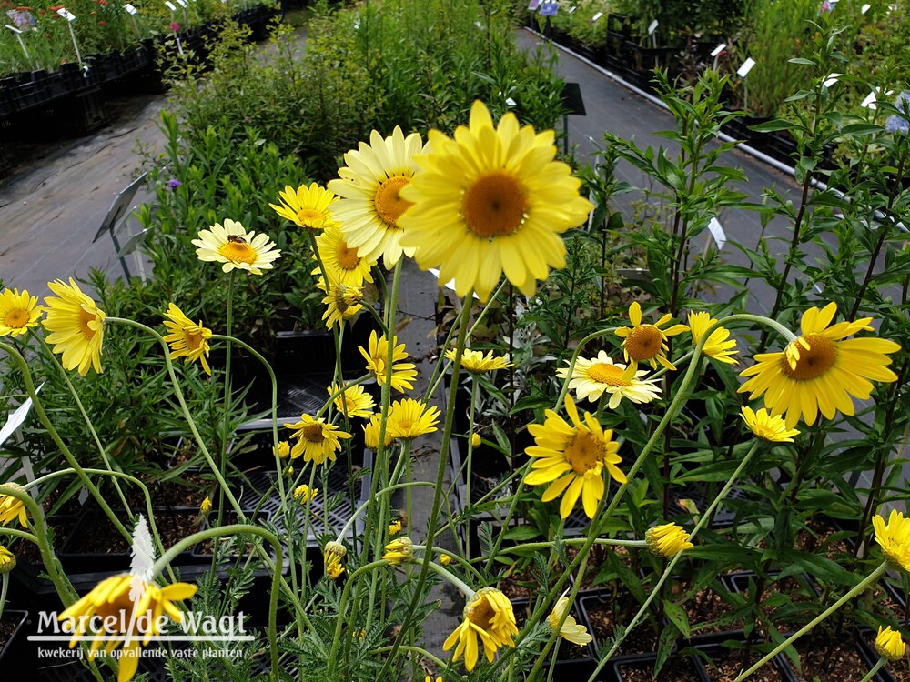 Anthemis hybrida Wargrave