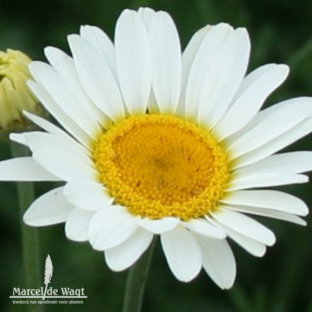 Anthemis tinctoria Sauce Hollandaise