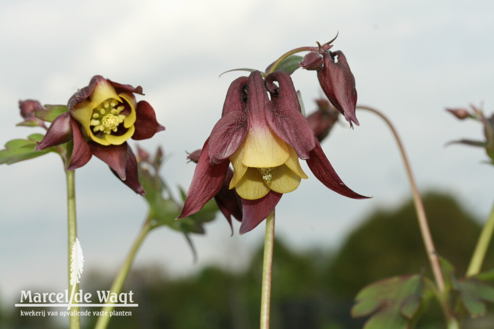 Aquilegia oxysepela