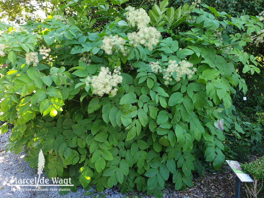 Aralia californica