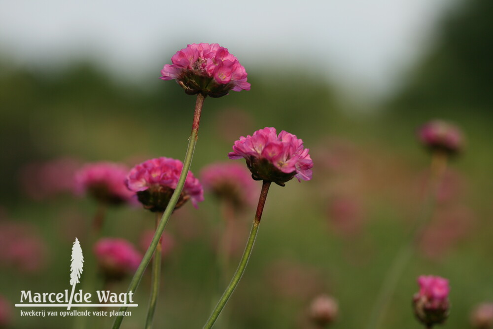 Armeria maritima Rubifolia