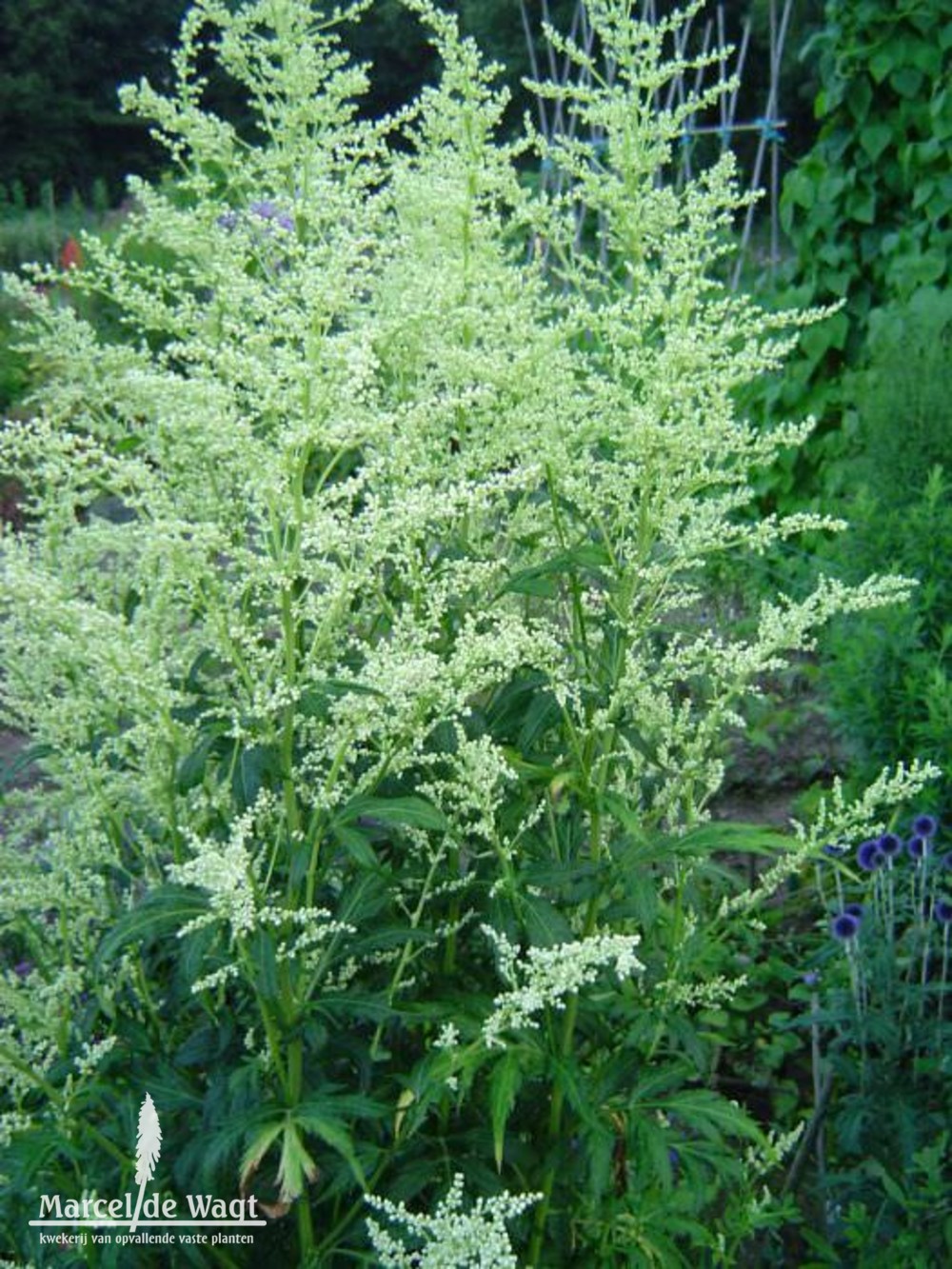 Artemisia lactiflora Elfenbein