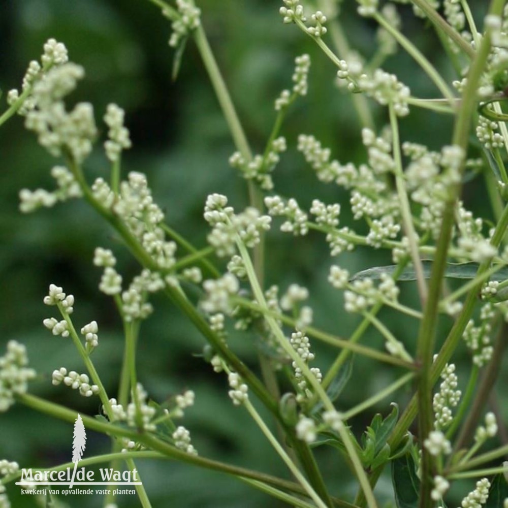 Artemisia lactiflora Jim Russell