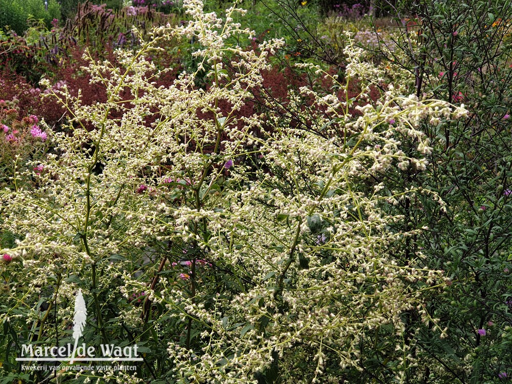 Artemisia lactiflora Weisse Dame