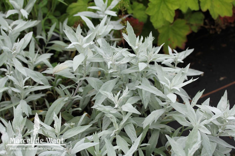 Artemisia ludoviciana Valerie Finnis