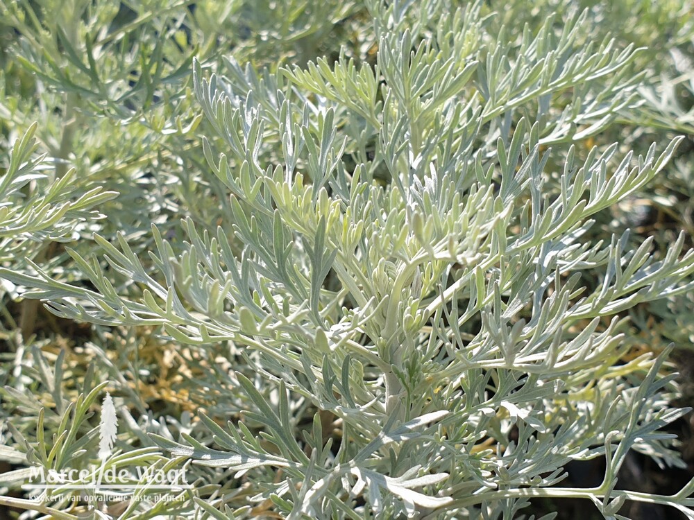 Artemisia Powis Castle